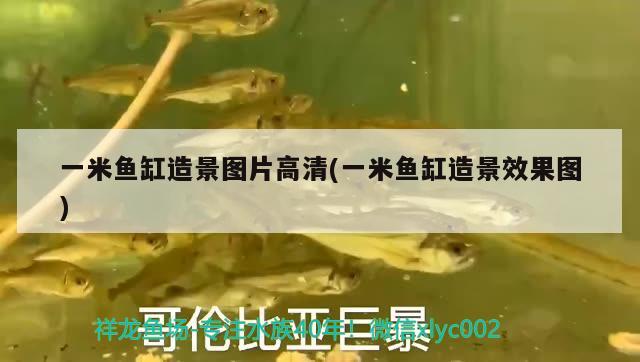 一米魚缸造景圖片高清(一米魚缸造景效果圖) 泰龐海蓮魚