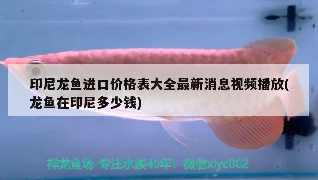 印尼龍魚進口價格表大全最新消息視頻播放(龍魚在印尼多少錢) 觀賞魚進出口