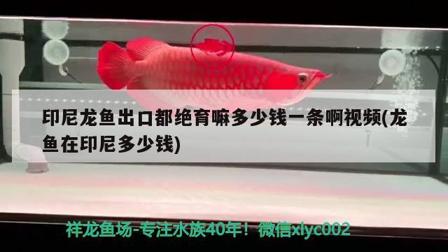 印尼龍魚(yú)出口都絕育嘛多少錢(qián)一條啊視頻(龍魚(yú)在印尼多少錢(qián)) 觀(guān)賞魚(yú)進(jìn)出口