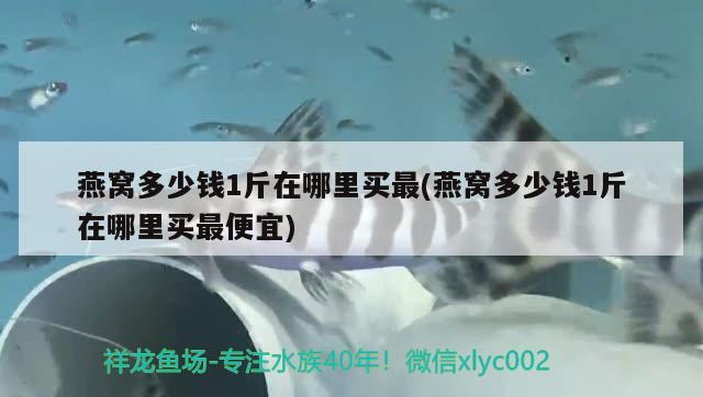 燕窩多少錢1斤在哪里買最(燕窩多少錢1斤在哪里買最便宜) 馬來西亞燕窩