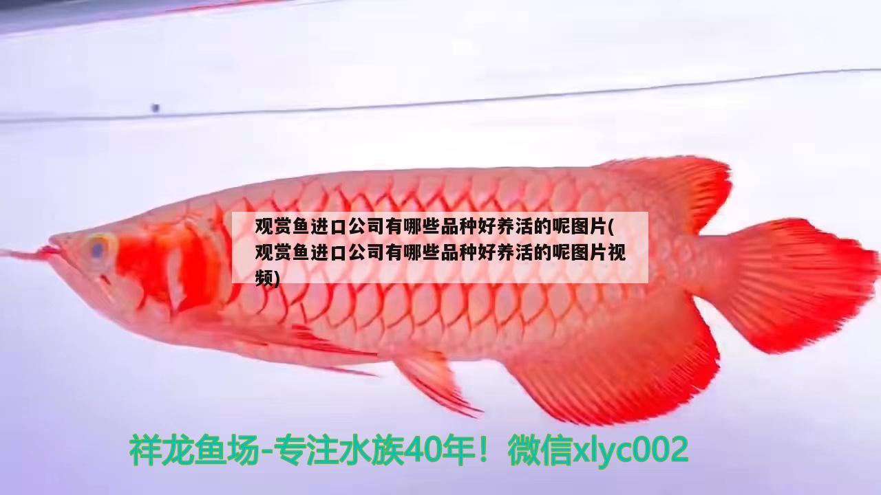 觀賞魚進口公司有哪些品種好養(yǎng)活的呢圖片(觀賞魚進口公司有哪些品種好養(yǎng)活的呢圖片視頻) 觀賞魚進出口