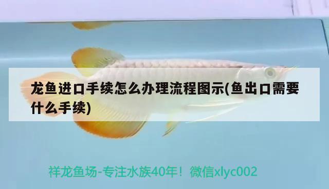 龍魚進口手續(xù)怎么辦理流程圖示(魚出口需要什么手續(xù)) 觀賞魚進出口