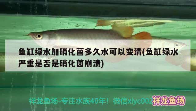 印尼觀賞魚進(jìn)口品種大全圖解視頻下載軟件安裝(印尼有哪些魚)