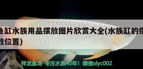 海鮮魚缸效果圖圖片大全大圖（海鮮魚缸設計圖紙） 觀賞魚