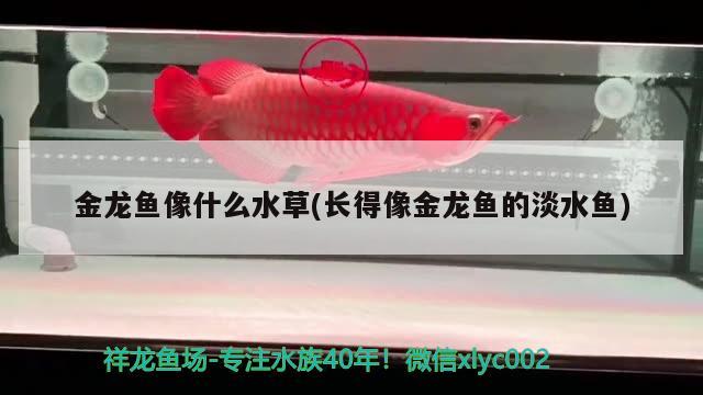 金龍魚像什么水草(長得像金龍魚的淡水魚)