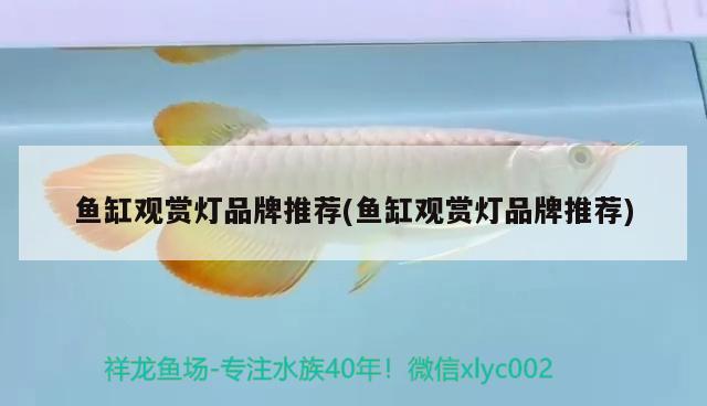 魚(yú)缸觀賞燈品牌推薦(魚(yú)缸觀賞燈品牌推薦)