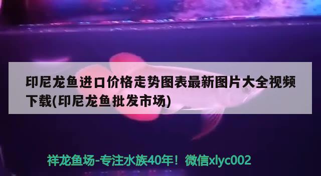 印尼龍魚進口價格走勢圖表最新圖片大全視頻下載(印尼龍魚批發(fā)市場) 龍魚批發(fā)