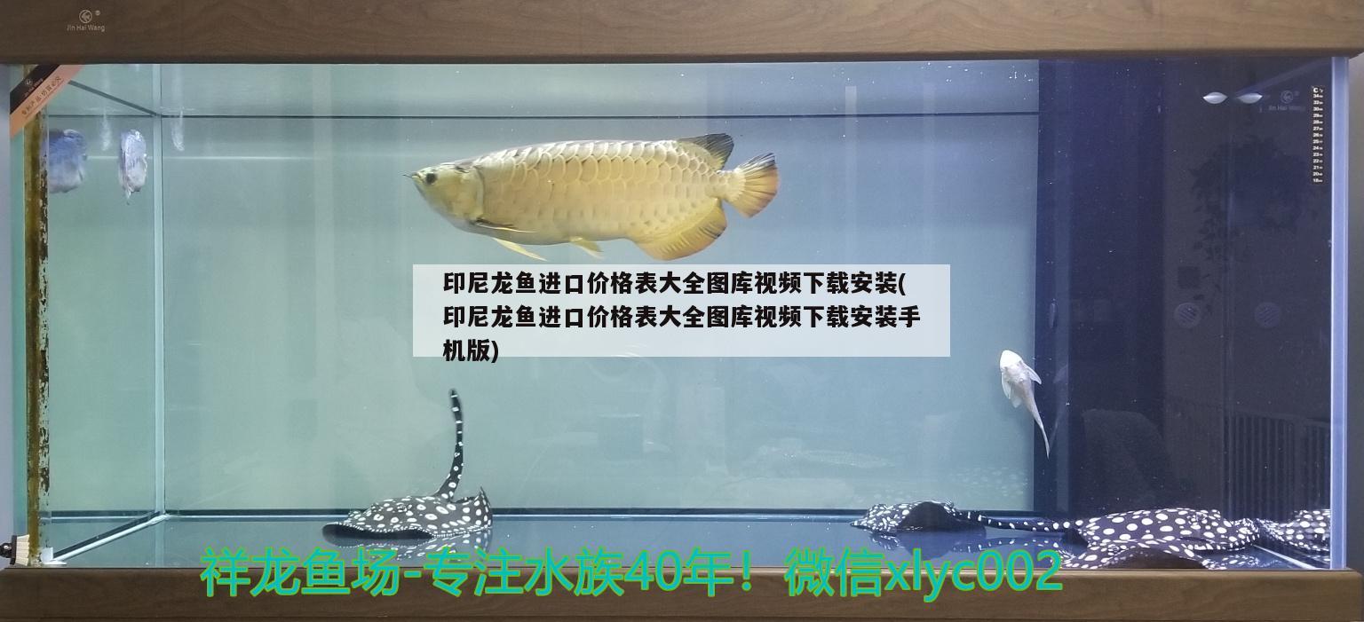 印尼龍魚進(jìn)口價格表大全圖庫視頻下載安裝(印尼龍魚進(jìn)口價格表大全圖庫視頻下載安裝手機版)