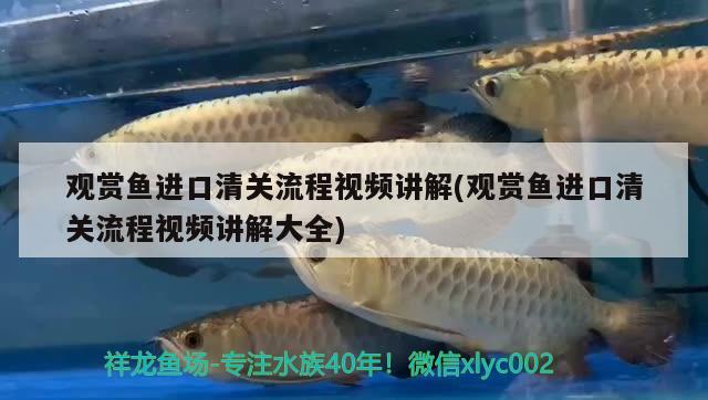 觀賞魚進口清關(guān)流程視頻講解(觀賞魚進口清關(guān)流程視頻講解大全) 觀賞魚進出口