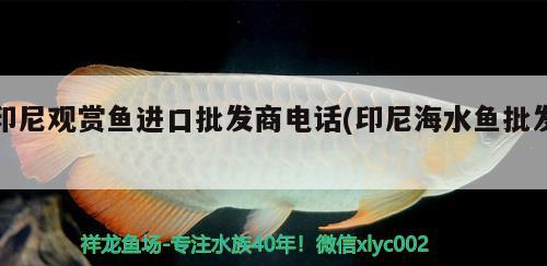 印尼觀賞魚進(jìn)口批發(fā)商電話(印尼海水魚批發(fā)) 觀賞魚進(jìn)出口