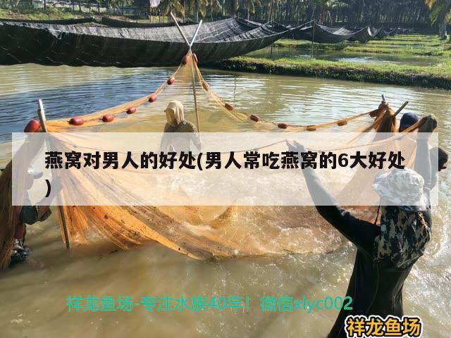 ?？谀睦镔u魚缸的多啊（?？谧畲蟮挠^賞魚市場(chǎng)）