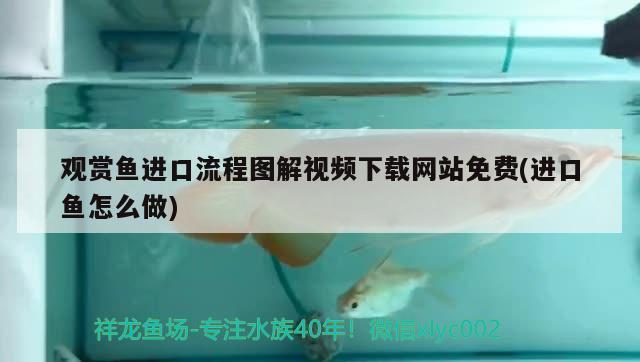 觀賞魚進口流程圖解視頻下載網(wǎng)站免費(進口魚怎么做) 觀賞魚進出口