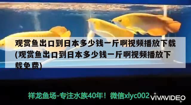 觀賞魚出口到日本多少錢一斤啊視頻播放下載(觀賞魚出口到日本多少錢一斤啊視頻播放下載免費(fèi)) 觀賞魚進(jìn)出口