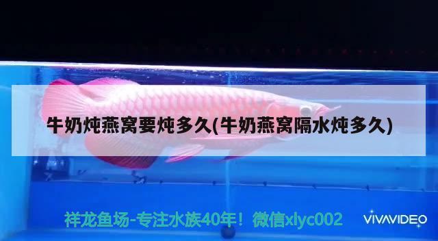 曼龍魚不吃食怎么回事 觀賞魚百科 第2張