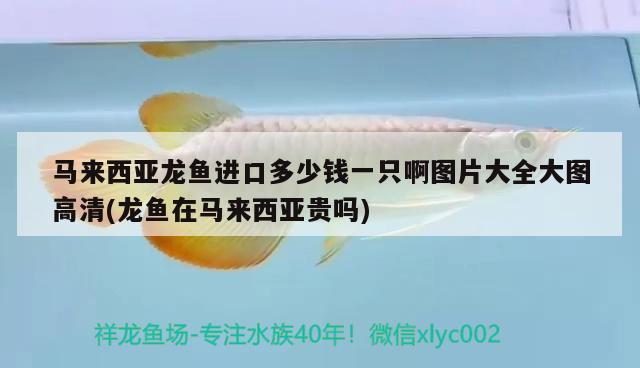 魚缸過濾器不制氧了(魚缸過濾不出氧氣) 七紋巨鯉魚