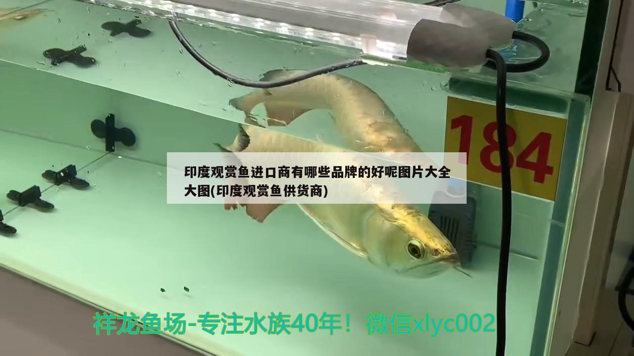 印度觀賞魚(yú)進(jìn)口商有哪些品牌的好呢圖片大全大圖(印度觀賞魚(yú)供貨商) 觀賞魚(yú)進(jìn)出口