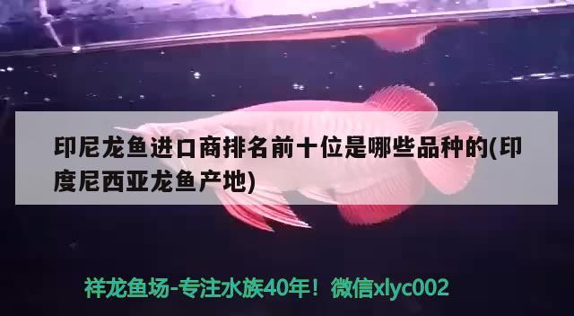 印尼龍魚進(jìn)口商排名前十位是哪些品種的(印度尼西亞龍魚產(chǎn)地) 觀賞魚進(jìn)出口