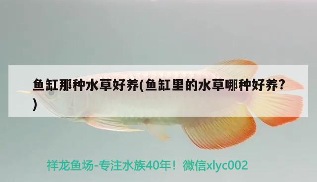 魚(yú)缸那種水草好養(yǎng)(魚(yú)缸里的水草哪種好養(yǎng)?) 水草