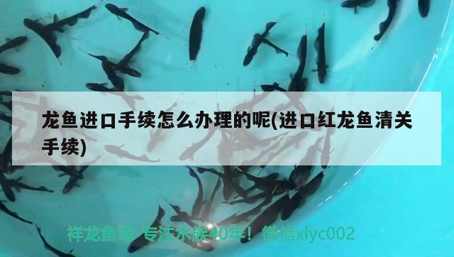 龍魚進(jìn)口手續(xù)怎么辦理的呢(進(jìn)口紅龍魚清關(guān)手續(xù))