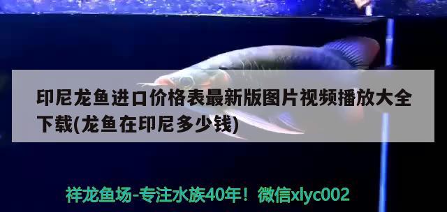 印尼龍魚進口價格表最新版圖片視頻播放大全下載(龍魚在印尼多少錢) 觀賞魚進出口 第1張