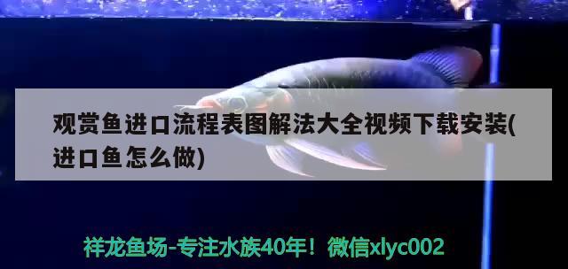 廣州魚缸定做廠家電話地址查詢價格和廣東魚缸廠家電話對應(yīng)的信息，廣州賣塑料魚箱的地方在哪里 玫瑰銀版魚 第2張