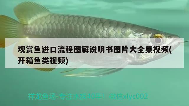 觀賞魚進口流程圖解說明書圖片大全集視頻(開箱魚類視頻) 觀賞魚進出口