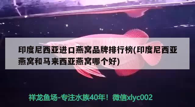 印度尼西亞進口燕窩品牌排行榜(印度尼西亞燕窩和馬來西亞燕窩哪個好) 馬來西亞燕窩