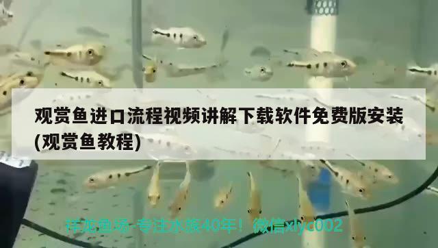 觀賞魚進口流程視頻講解下載軟件免費版安裝(觀賞魚教程) 觀賞魚進出口