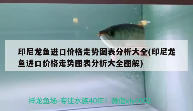 印尼龍魚進口價格走勢圖表分析大全(印尼龍魚進口價格走勢圖表分析大全圖解) 觀賞魚進出口