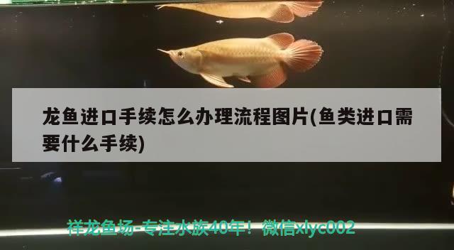 龍魚進口手續(xù)怎么辦理流程圖片(魚類進口需要什么手續(xù)) 觀賞魚進出口