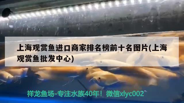 上海觀賞魚進(jìn)口商家排名榜前十名圖片(上海觀賞魚批發(fā)中心) 觀賞魚進(jìn)出口