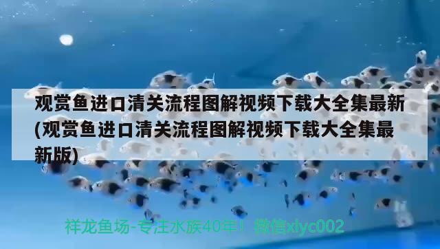 鄭州觀賞魚市場為什么這只伊巴卡黑的非洲兄弟一樣？