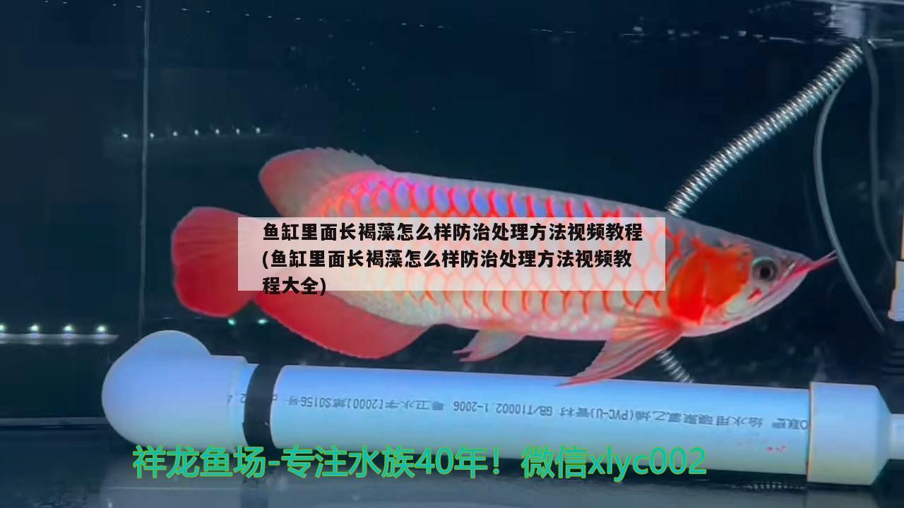 魚缸里面長褐藻怎么樣防治處理方法視頻教程(魚缸里面長褐藻怎么樣防治處理方法視頻教程大全) 粗線銀版魚苗