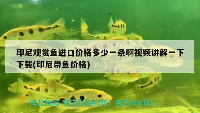 印尼觀賞魚進(jìn)口價(jià)格多少一條啊視頻講解一下下載(印尼帶魚價(jià)格) 觀賞魚進(jìn)出口