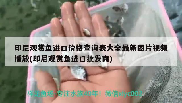 百萬的行李箱？翡翠原石%