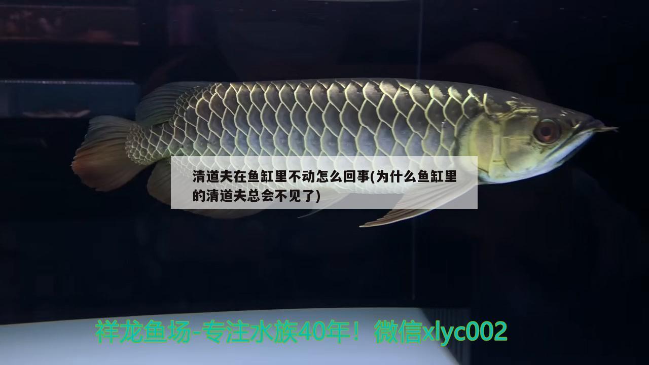 清道夫在魚缸里不動(dòng)怎么回事(為什么魚缸里的清道夫總會(huì)不見(jiàn)了) 球鯊魚