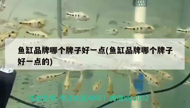 魚缸品牌哪個牌子好一點(魚缸品牌哪個牌子好一點的)