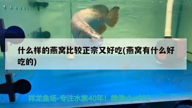 焦作魚缸出售信息網(wǎng)站（魚缸氧氣泡很多小氣泡是什么原因） 斯維尼關(guān)刀魚 第2張