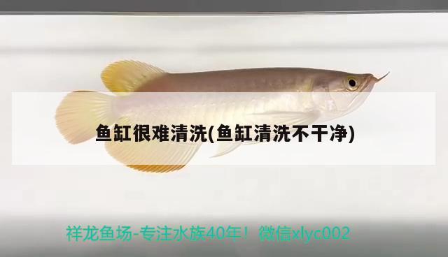 中型淡水觀賞魚有哪些品種（新手適合養(yǎng)什么中型魚） 委內(nèi)瑞拉奧里諾三間魚 第2張