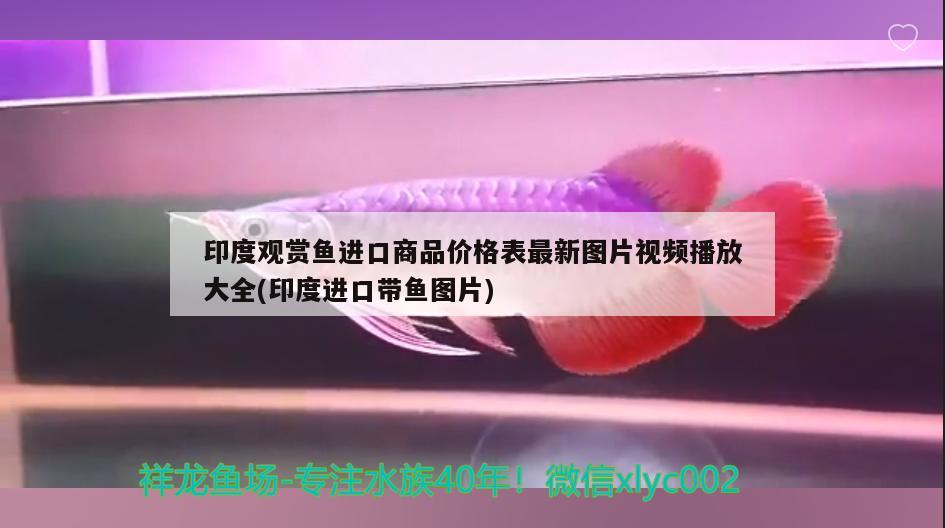 印度觀賞魚進口商品價格表最新圖片視頻播放大全(印度進口帶魚圖片) 觀賞魚進出口