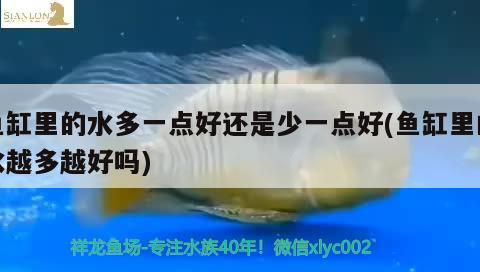 魚缸水質(zhì)發(fā)白怎么辦(魚缸的魚發(fā)白怎么辦)