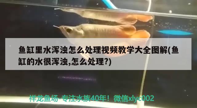 花老虎魚吃什么，花老虎魚怎么做好吃 虎魚百科 第2張