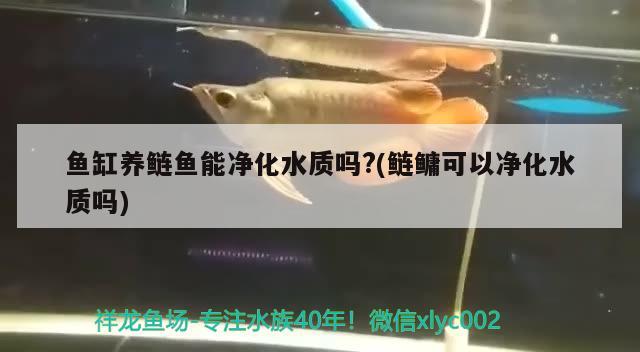 魚缸養(yǎng)鰱魚能凈化水質嗎?(鰱鳙可以凈化水質嗎) 皇冠黑白魟魚