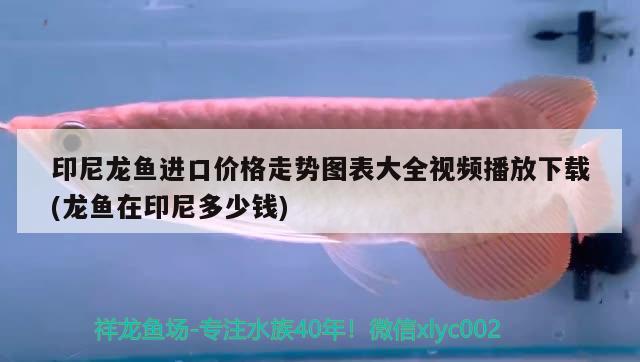 印尼龍魚進(jìn)口價(jià)格走勢(shì)圖表大全視頻播放下載(龍魚在印尼多少錢)