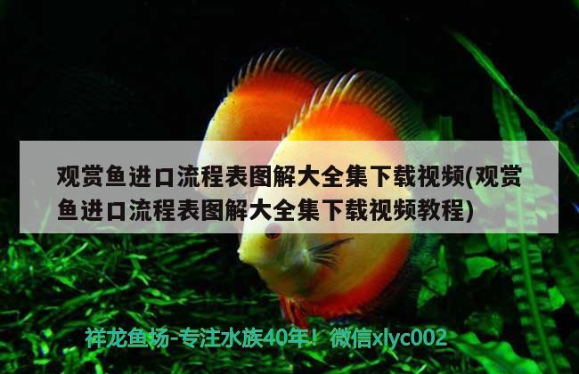 觀賞魚進(jìn)口流程表圖解大全集下載視頻(觀賞魚進(jìn)口流程表圖解大全集下載視頻教程) 觀賞魚進(jìn)出口