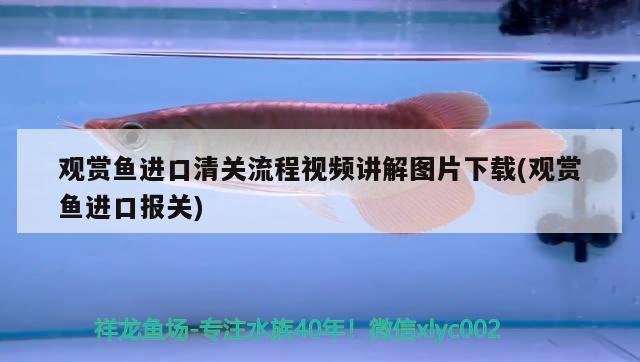 觀賞魚進口清關(guān)流程視頻講解圖片下載(觀賞魚進口報關(guān)) 觀賞魚進出口