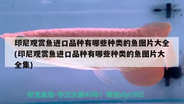 印尼觀賞魚(yú)進(jìn)口品種有哪些種類的魚(yú)圖片大全(印尼觀賞魚(yú)進(jìn)口品種有哪些種類的魚(yú)圖片大全集) 觀賞魚(yú)進(jìn)出口