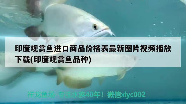 觀賞魚行業(yè)現(xiàn)狀（觀賞魚行業(yè)發(fā)展現(xiàn)狀） 白子球鯊魚 第2張