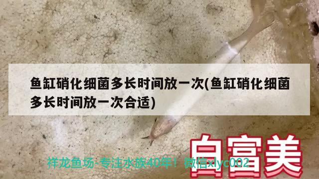 魚缸硝化細菌多長時間放一次(魚缸硝化細菌多長時間放一次合適)