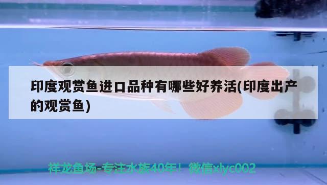 印度觀賞魚(yú)進(jìn)口品種有哪些好養(yǎng)活(印度出產(chǎn)的觀賞魚(yú))